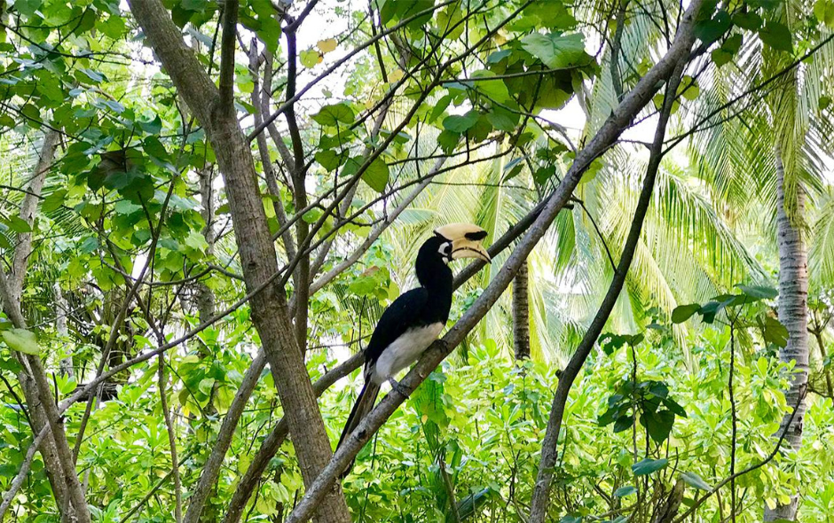 nature at song saa private island