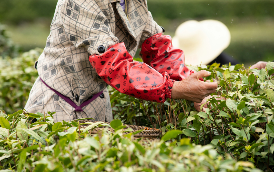 hand-picked tea leaves