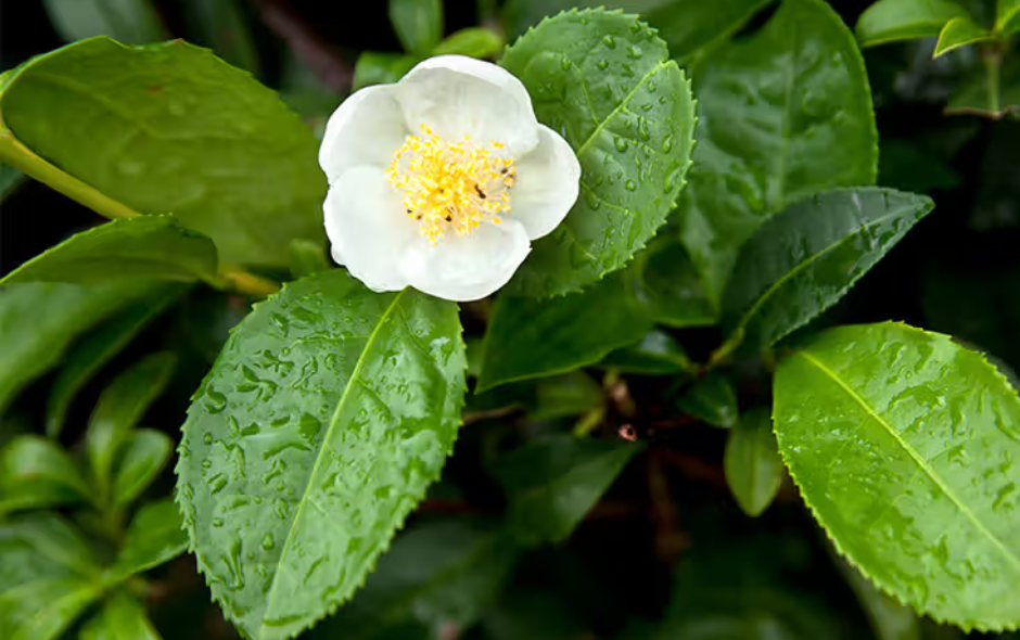 Tea is So Versatile, But They All Come From the Same Plant