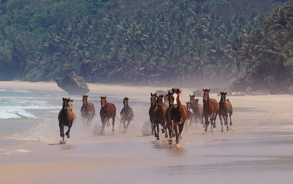 horses at NIHI Sumba