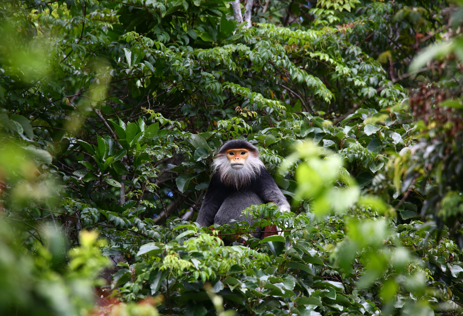 intercontinental danang