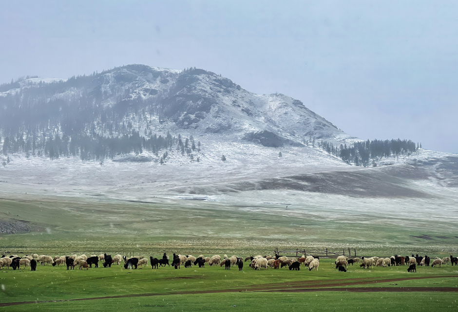 spring destination: mongolia
